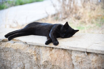 A resinous black cat rests on a stone fence outside