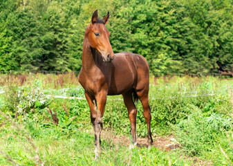Naklejka na ściany i meble A brown foal with a white spot on its forehead grazes in a green meadow