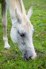 Naklejka na ściany i meble White horse grazing on a green meadow