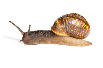 A snail with protruding horns-eyes carries a shell on its back