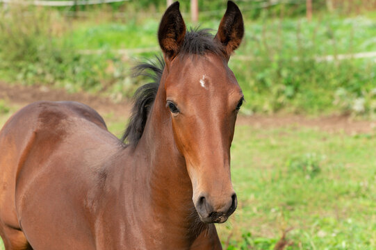 A brown foal with a white spot on its forehead grazes in a green meadow
