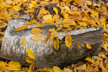 Yellowed maple leaf on the tree trunk 