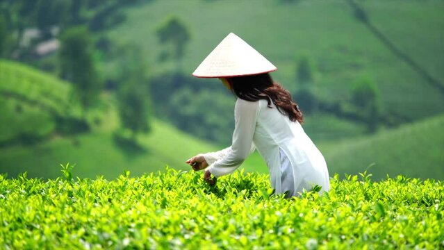 Asian woman wearing Vietnam culture traditional and picking little green tea leaves.