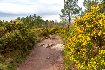 chemin de randonn&eacute;e en foret de broc&eacute;liande