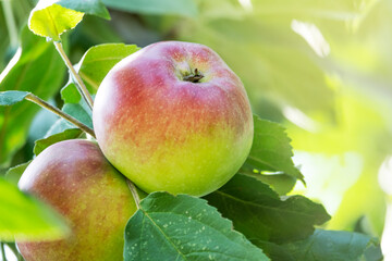 Sunny day in the apple garden