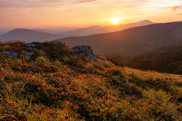Beautiful pink rhododendron flowers on the sunset high in the mountains.