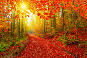 Colorful trees and autumn landscape in forest. autumn colors in the forest. colorful leaves of...