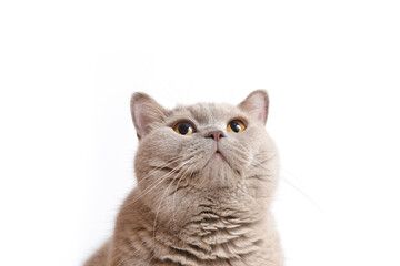 Close-up portrait of a cat looking up. A beautiful cat with yellow eyes sits on a white background. Lovely big british cat.
Pets concept. Separately on a white background. Banner. flyer templates.