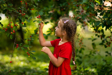 A cute girl of 6 years old in a red dress picks cherries in the garden at sunset. Summer. Eco-friendly products. Delicious food. Fruit. Childhood.