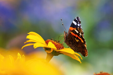 Red admiral butterfly feeding with flower nectar ( Vanessa atalanta )