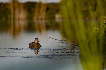 ducks on the lake