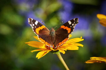 Fototapeta na wymiar Red admiral butterfly feeding with flower nectar ( Vanessa atalanta )