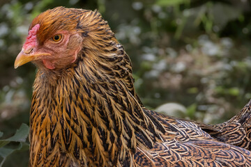 chicken in the farm