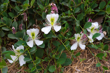 Capparis spinosa flowers in garden
