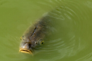 Carp in pond snapping for food
