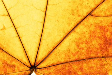 Macro photo of autumn red yellow maple leaf with natural texture as natural background. Fall colors gradient backdrop with leaves texture close up veins, autumnal foliage, beauty of nature.