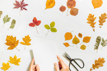 Autumn herbarium flat lay with human hands sticking leaves on paper cards on table. Top view background with pressed dried leaves from various trees, creative hobby, decor with natural materials
