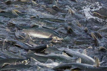 Spawning salmon