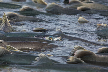 Spawning salmon