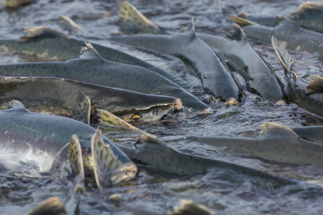 Spawning salmon