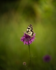 Schmetterling