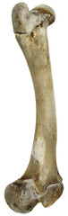 bone of lamb leg isolated - 528279511