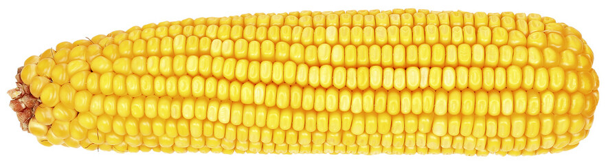 whole ear of corn - 528279576