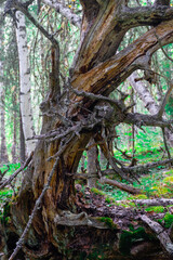 Remains of tree dry and dead upturned gray roots. Old dry roots trees turned out of the ground.