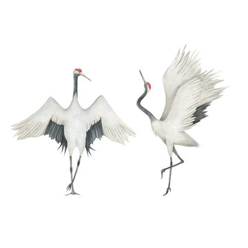 Watercolor set of cranes. Hand drawn isolated illustration on white background