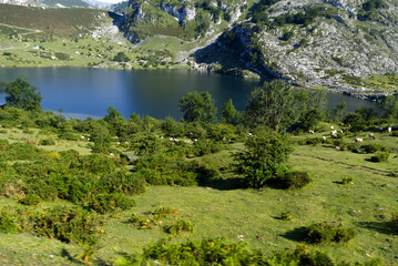 Picos de Europa, Spain - Sheep Grazing by Lake Enol