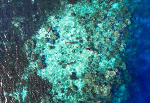 Aerial view of four Dugongs (dugon dugon) swimming in ocean, Sangihe Island, North Sulawesi Sea, Indonesia