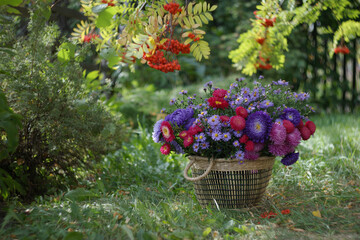 Large basket full of beautiful colorful china asters on green grass under the golden branches of ashberry.