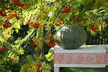 Still life with a green pumpkin in a sunny autumn garden on a table among the golden branches of a rowan tree