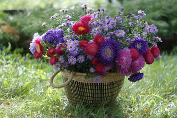 Large basket full of beautiful colorful china asters on green grass.