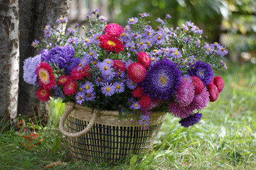 Large basket full of beautiful colorful china asters on green grass.