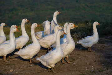 Geese in the grass, domestic bird, flock of geese. Flock of domestic geese. Summer green rural farm landscape gaggle Moldova