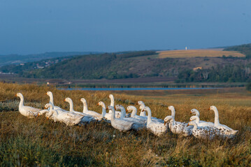 Geese in the grass, domestic bird, flock of geese. Flock of domestic geese. Summer green rural farm landscape gaggle Moldova