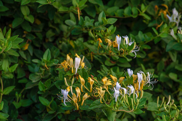 Japanese honeysuckle (lonicera japonica) in the garden, Japanese honeysuckle natural floral background, Moldova.