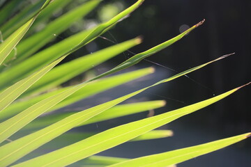 close up of a palm leaf