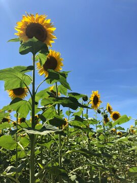 Close-Up of a row of sunflowers growing in a field in summer, Samsoe, Jutland, Denmark