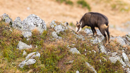 tatra chamois, rupicapra rupicapra tatrica, grazing blueberries and yellow dry grass on top of a ridge in autumn. Wild animal with horns feeding among rocks with copy space.