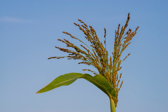 Golden Proso millet Panicum miliaceum  ripe seedhead in the summer field blue sky plant Moldova.