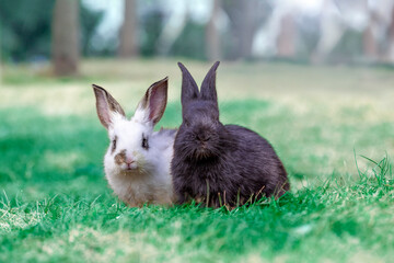 草原に座りカメラ目線の白ウサギと黒ウサギ