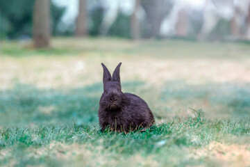 草原に座りカメラ目線の黒ウサギ