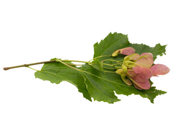 A branch of a ginnala maple with seeds isolated on a white background. Summer view.