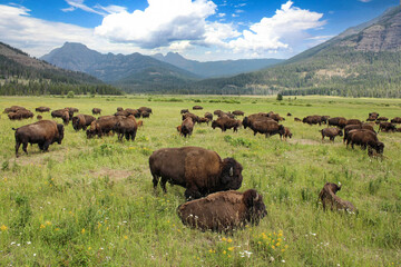 Wild bisons in Yellowstone National Park, USA	 - obrazy, fototapety, plakaty