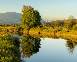 Reflections of trees and the river bank in the Coquitlam River