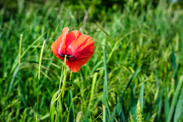 beautiful red poppies in the field