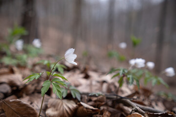 white flowers in the middle of the forest in spring among plants