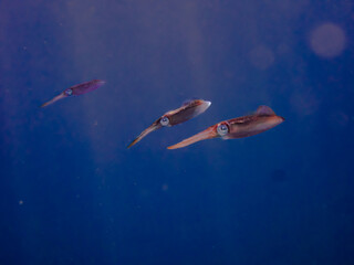 Obraz na płótnie Canvas Trio of Caribbean reef squid (Sepioteuthis sepioidea) in the Exuma Cays, Bahamas